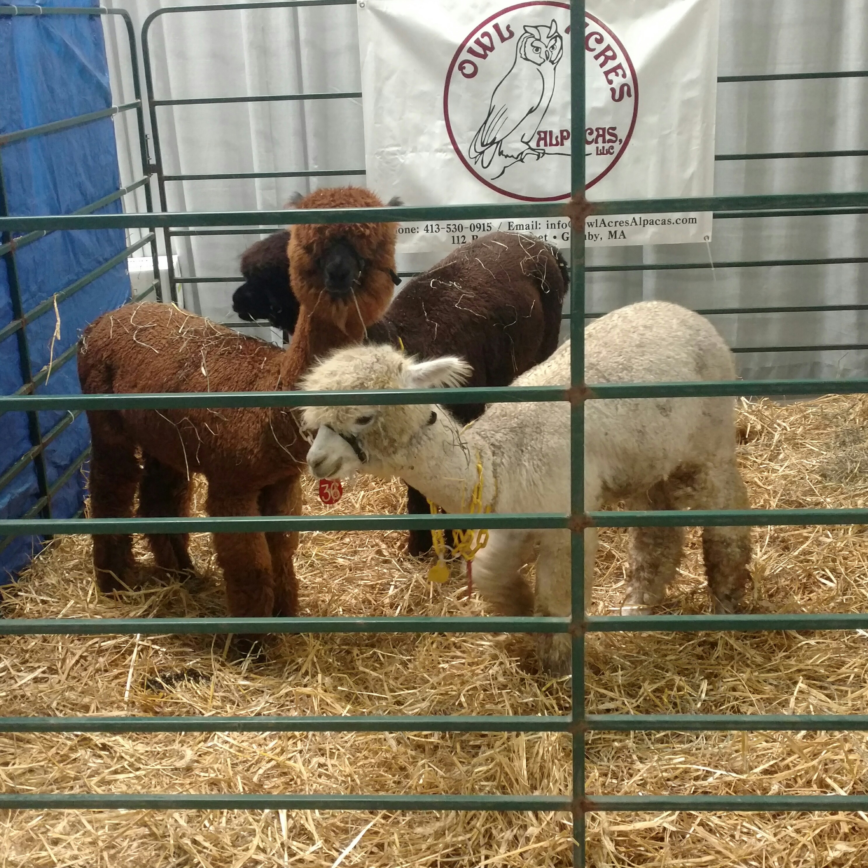 tri-color-alpacas